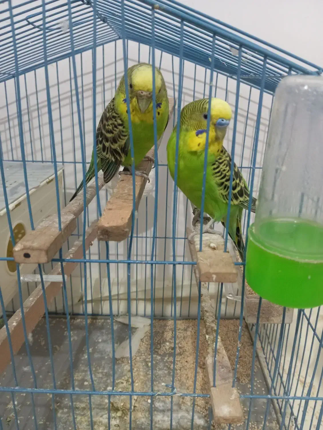 مرغ عشق سرحال|پرنده|سردشت, |دیوار