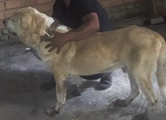کمبود جا|سگ|گرگان, |دیوار