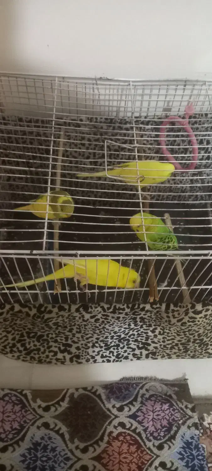 مرغ عشق ۶ عدد دو تاش ی هفته است از تخم در امده|پرنده|هیر, |دیوار