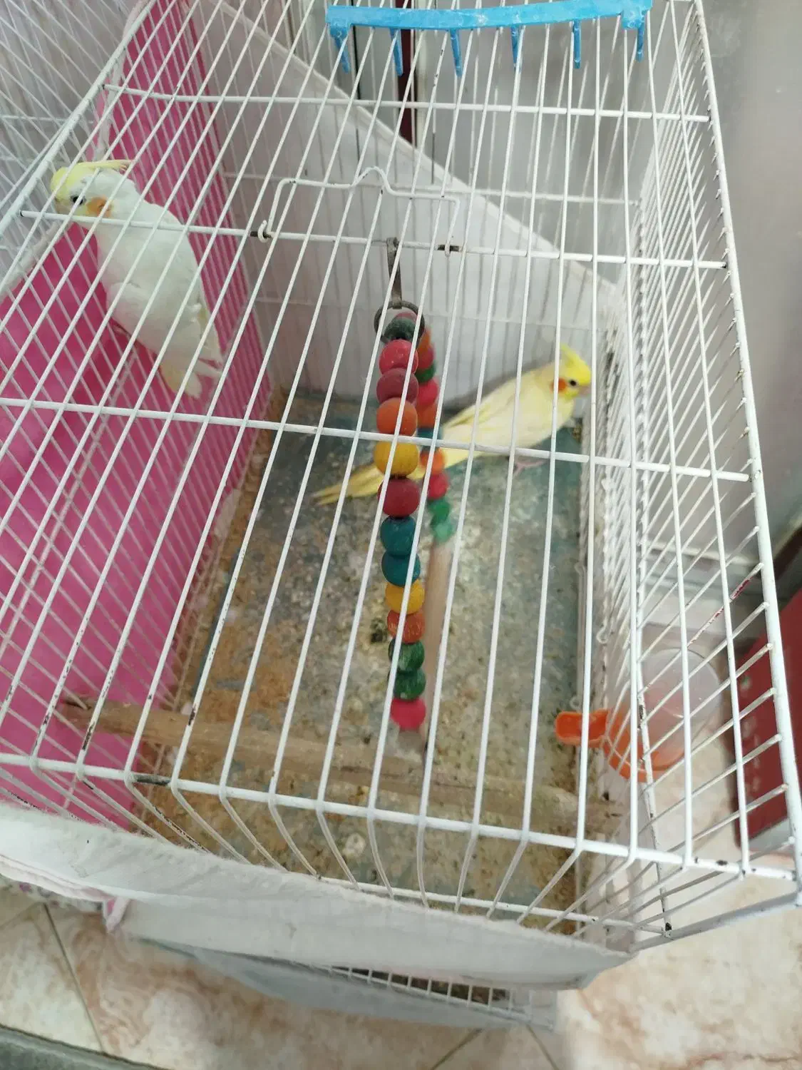 عروس هلندی|پرنده|چناران, |دیوار