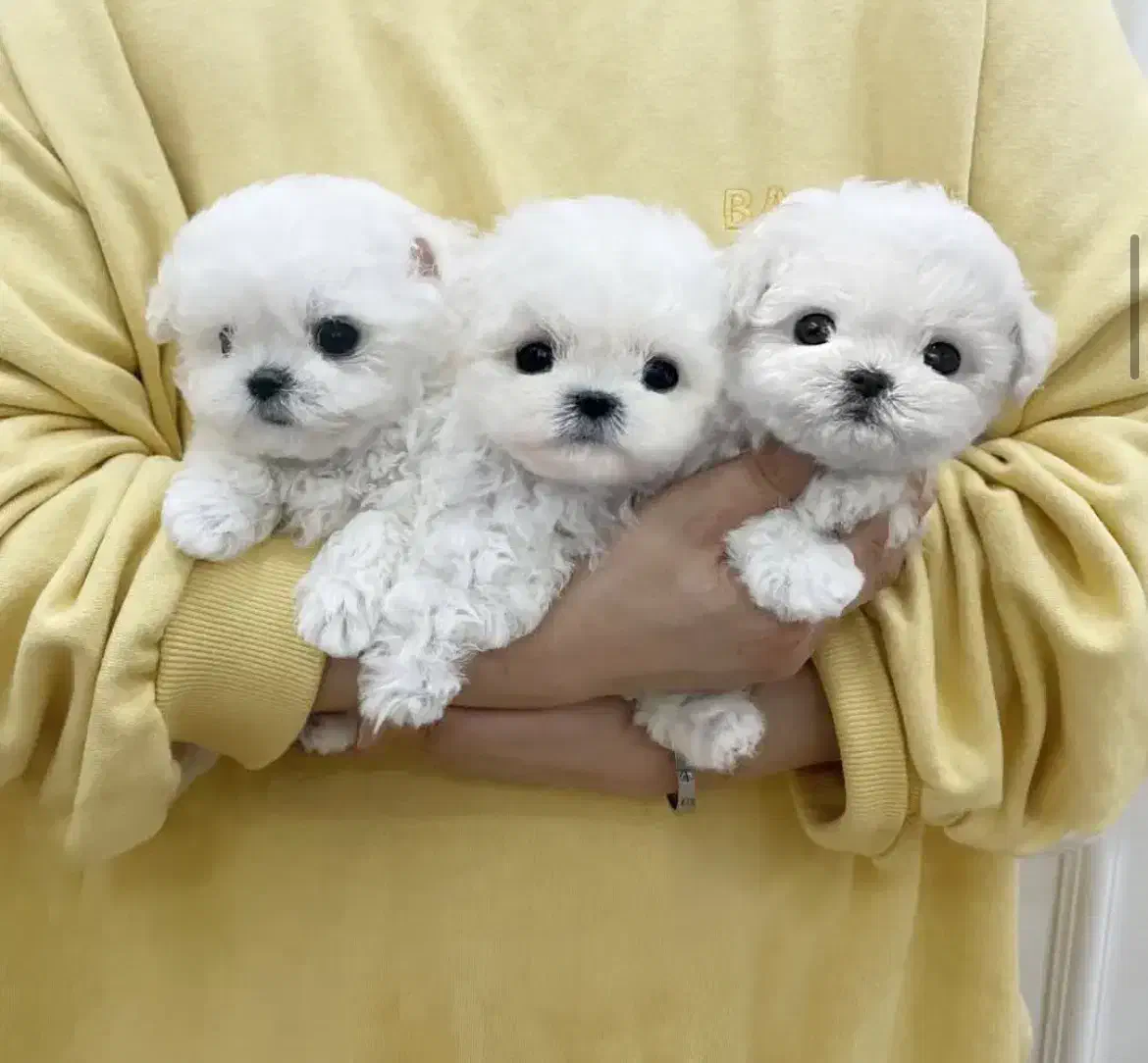 فنجونی|سگ|تهران, فردوس|دیوار