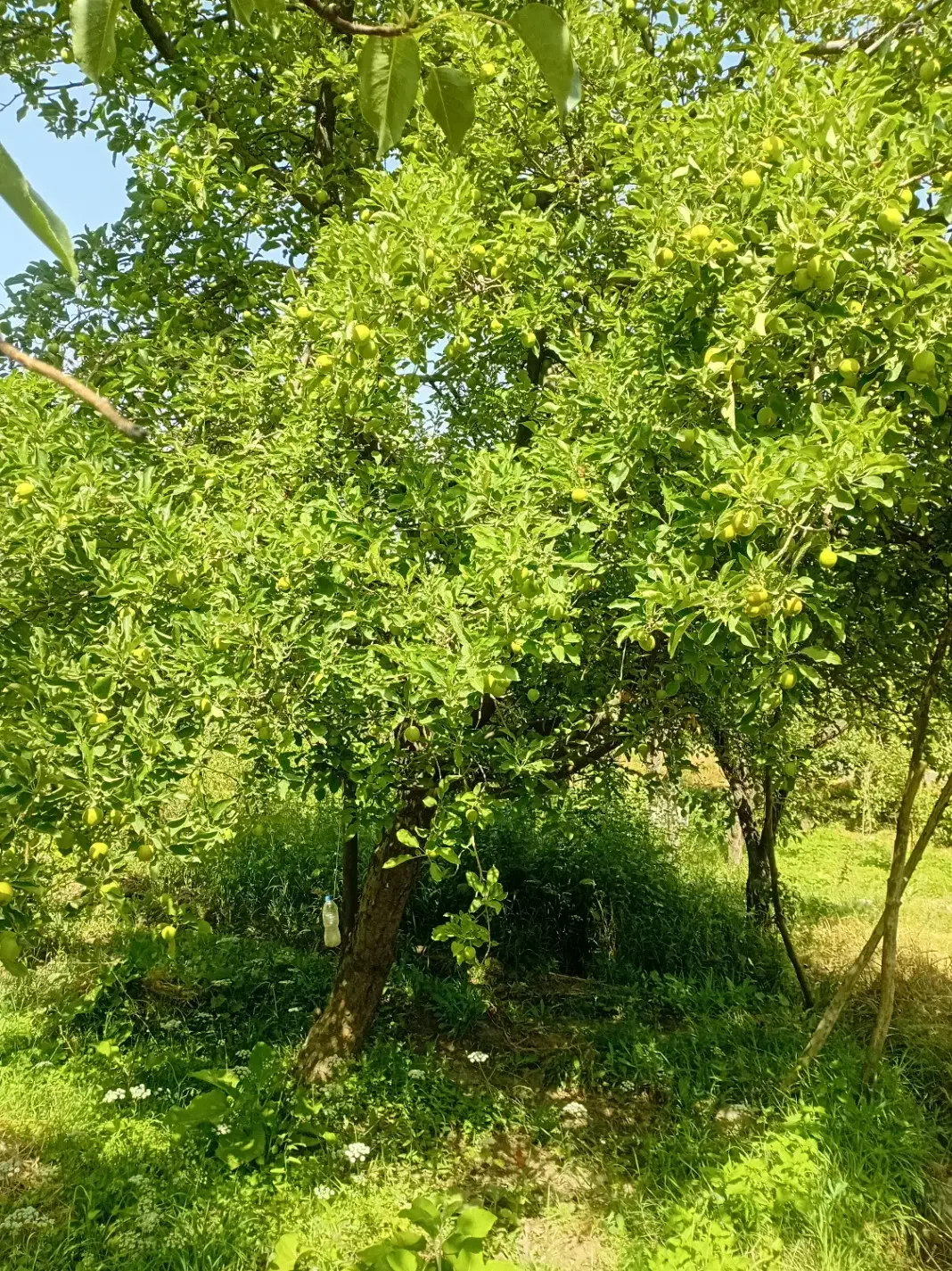 400 متر زمین باغی|فروش زمین و ملک کلنگی|نطنز, |دیوار