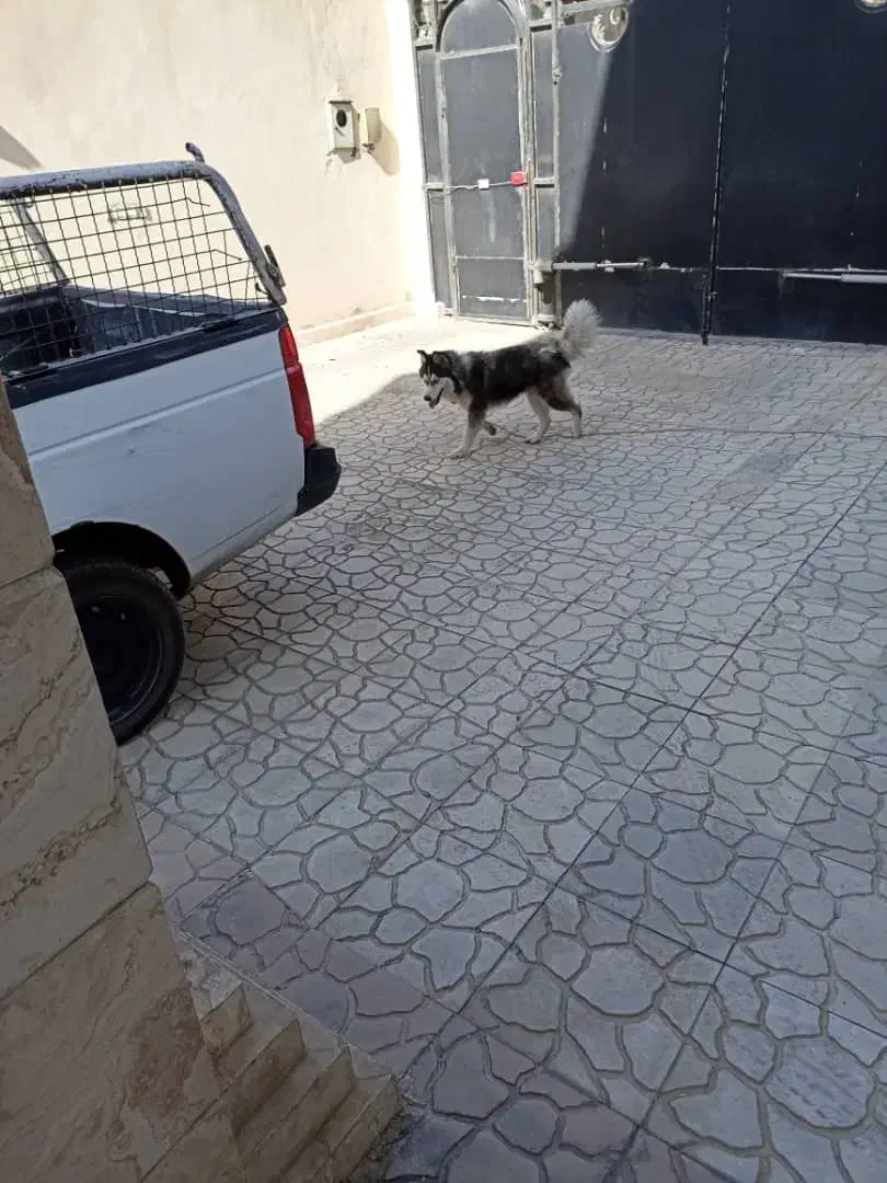 سگ هاسکی زیبا ، بازیگوش و دوستداشتنی واگذارمیشود|سگ|بومهن, |دیوار