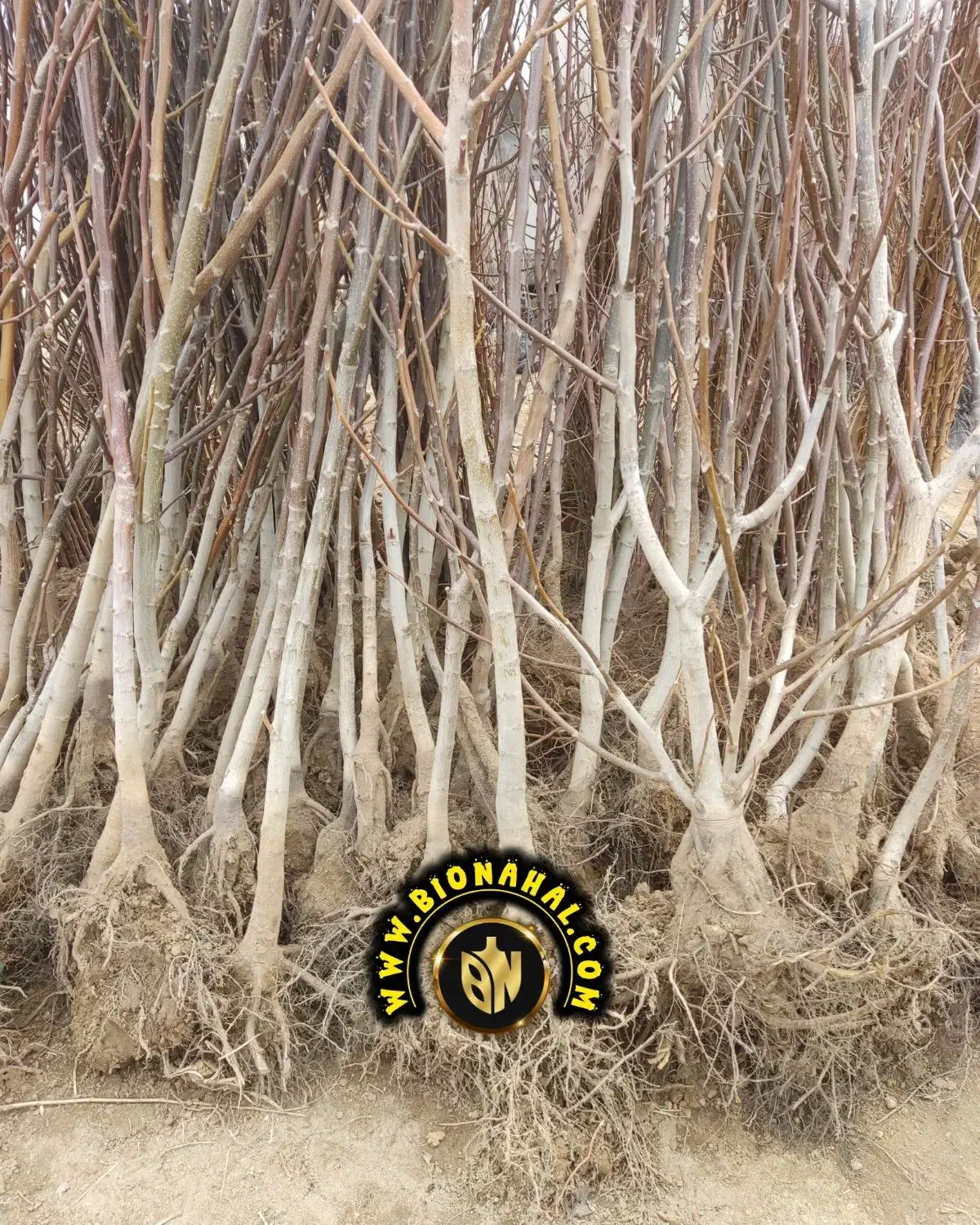 مجموعه نهالستان بیونهال B/N|خدمات باغبانی و درختکاری|کرمانشاه, |دیوار