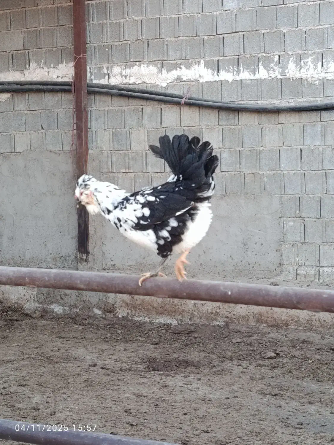 تخم مرغ گلین|حیوانات مزرعه|زرقان, |دیوار