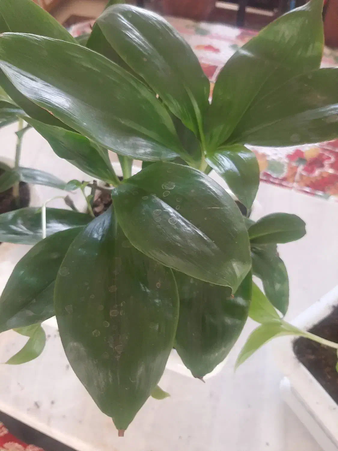 گل  طبیعی  خوش رنگ قیمت دانه ۲۰۰ هزار ت|گل و گیاه طبیعی|اسلام‌‌آباد غرب, |دیوار