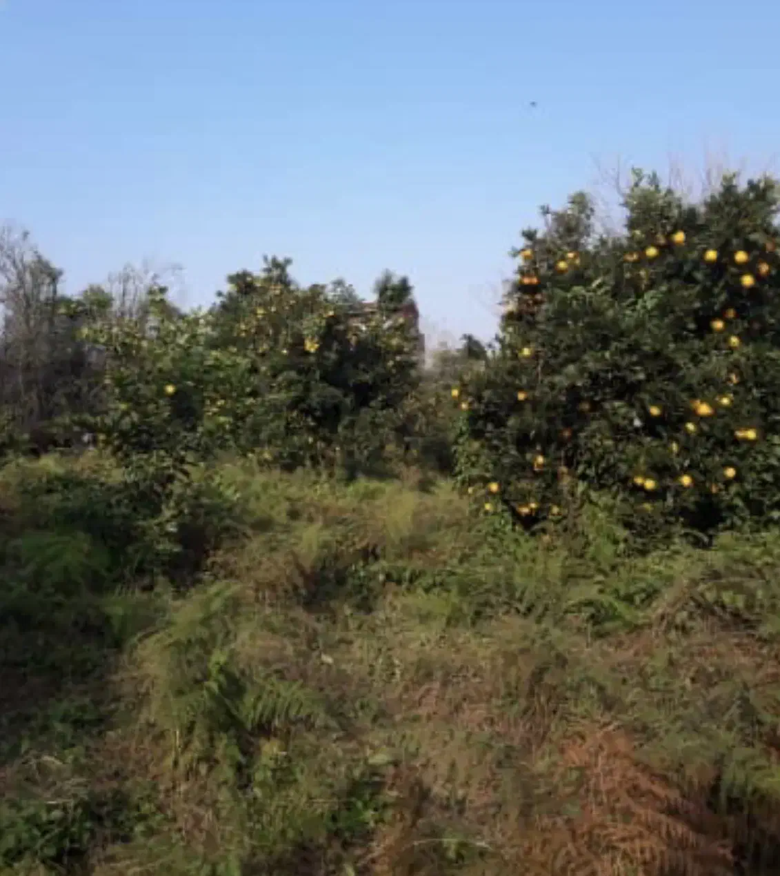 زمین سند دار تک برگ با کاربری مسکونی|فروش زمین و ملک کلنگی|واجارگاه, |دیوار