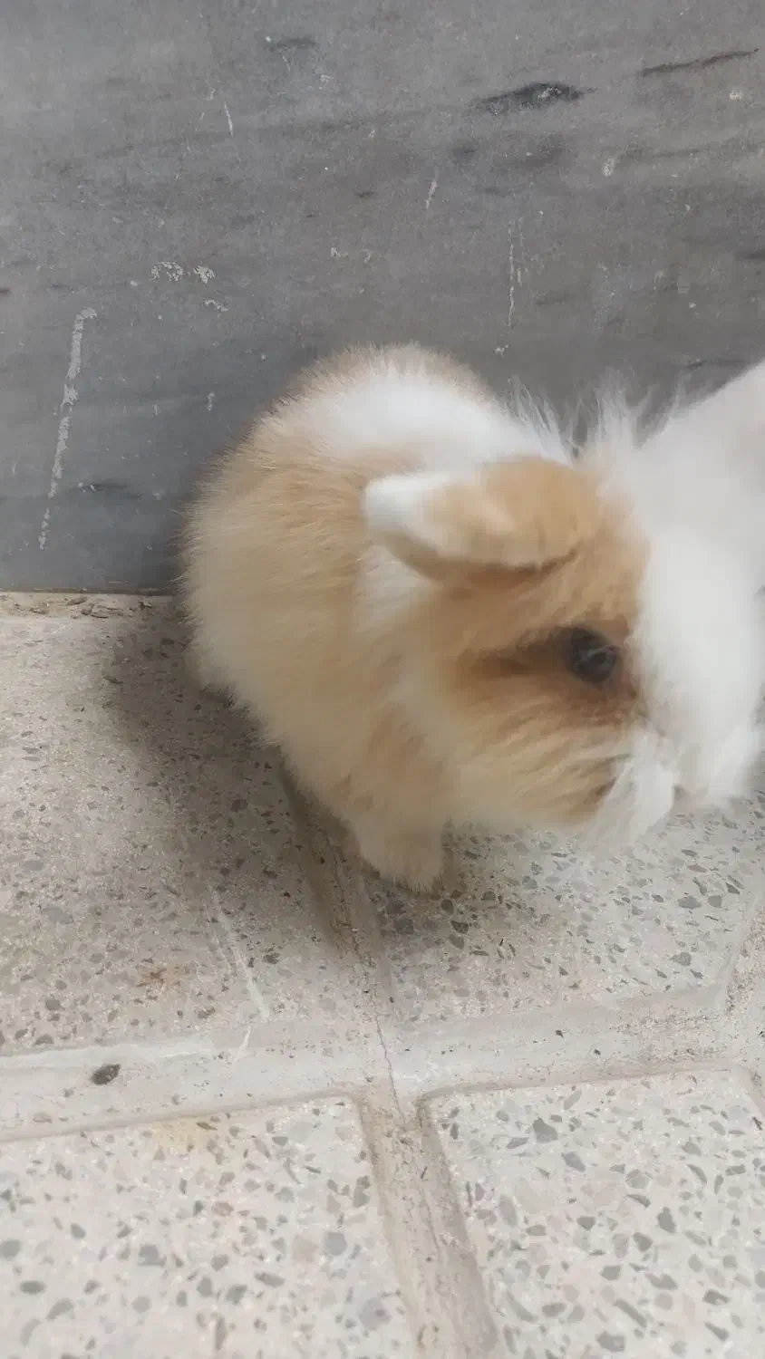 خرگوش لپ|موش و خرگوش|کرج, شهرک جهان آرا|دیوار