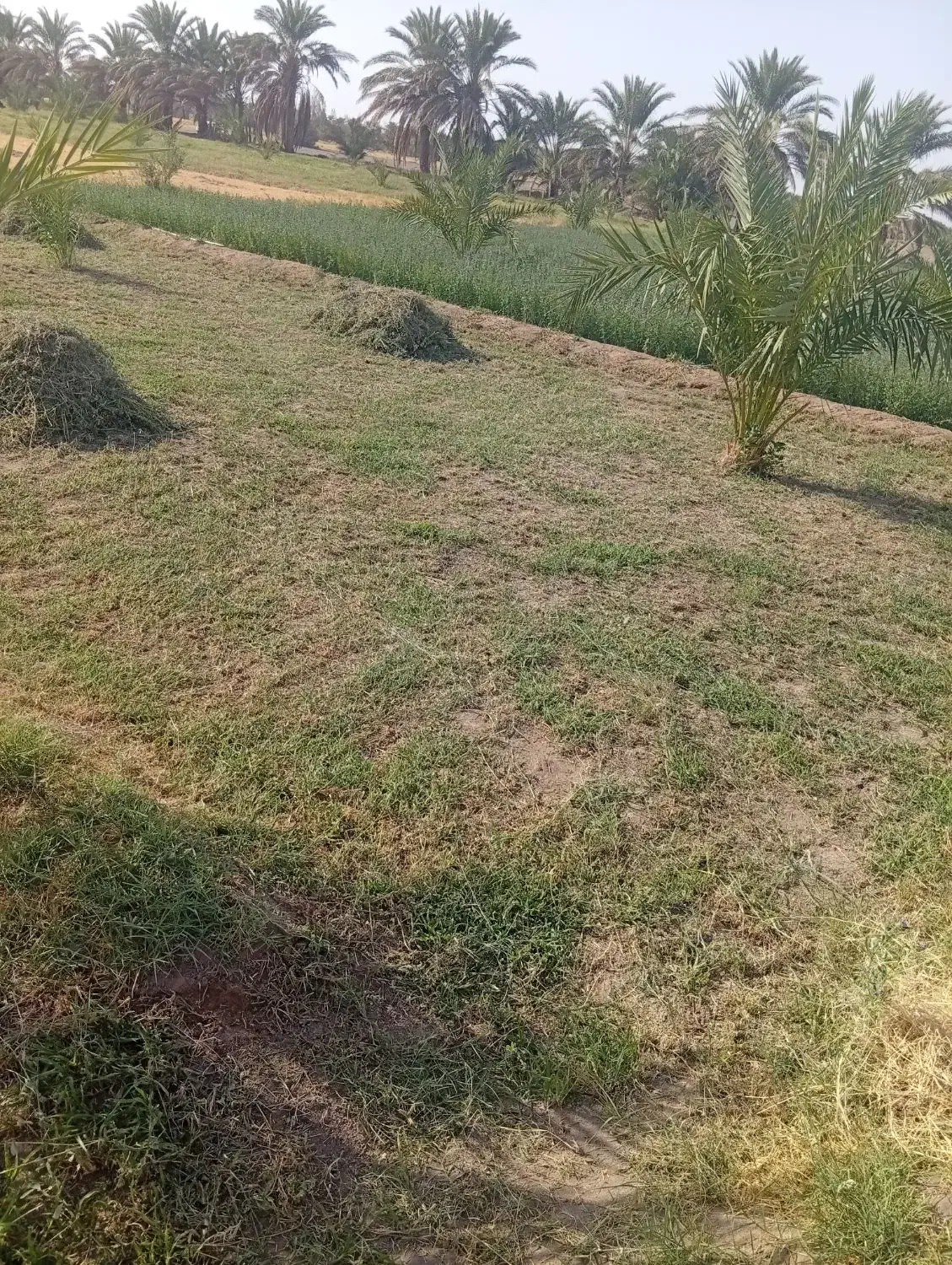 بذر علف یونجه|گل و گیاه طبیعی|کهنوج, |دیوار