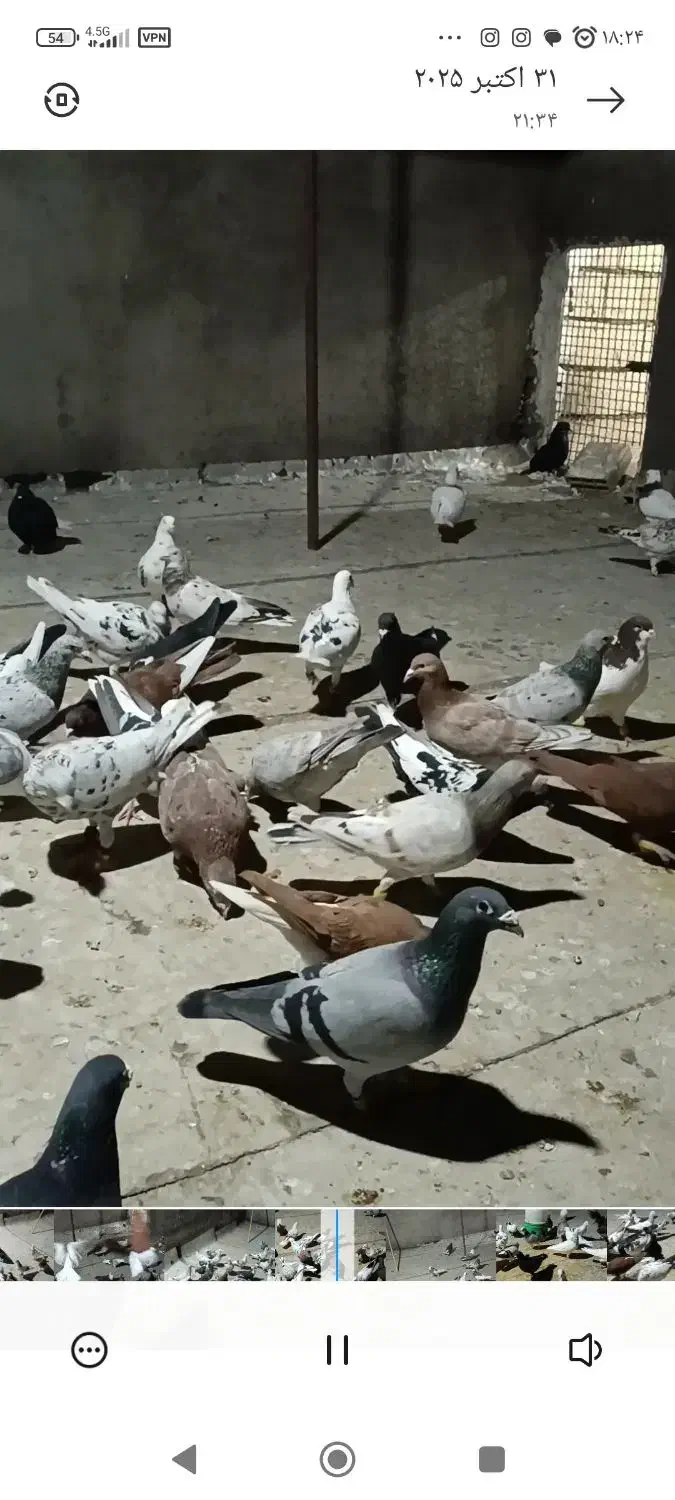 سلام این کبوترا باخت کرده|پرنده|دشتابی, |دیوار