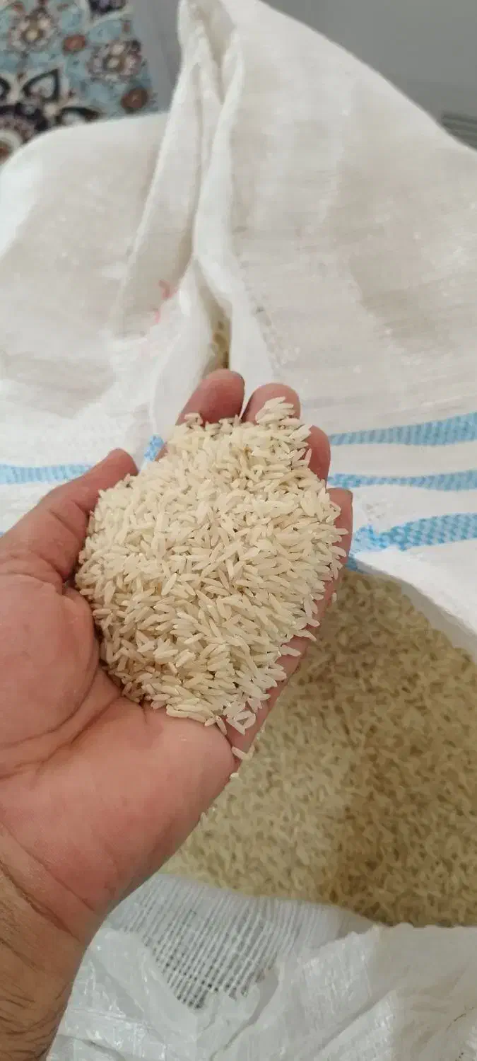 برنج طارم هاشمی کشت دوم|خوردنی و آشامیدنی|سرخرود, |دیوار