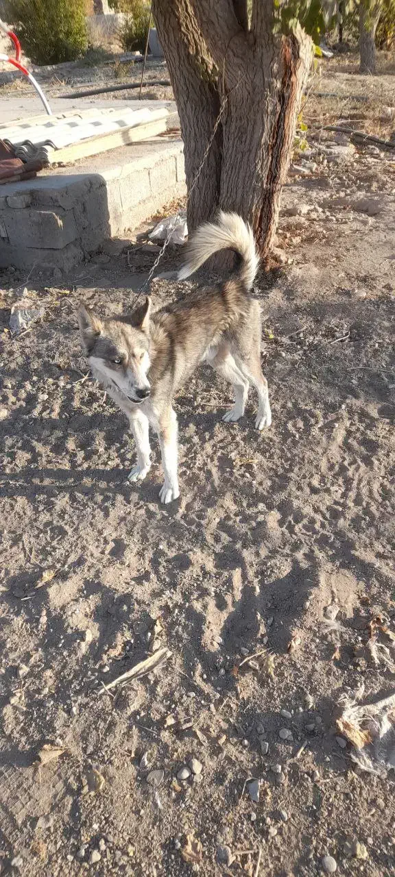 واگذاری|سگ|مشهد, شهید احمدی روشن|دیوار
