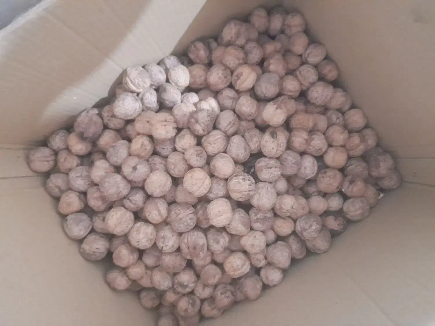 گردو کاغذی|خوردنی و آشامیدنی|مشهد, شهید علی محمدی|دیوار