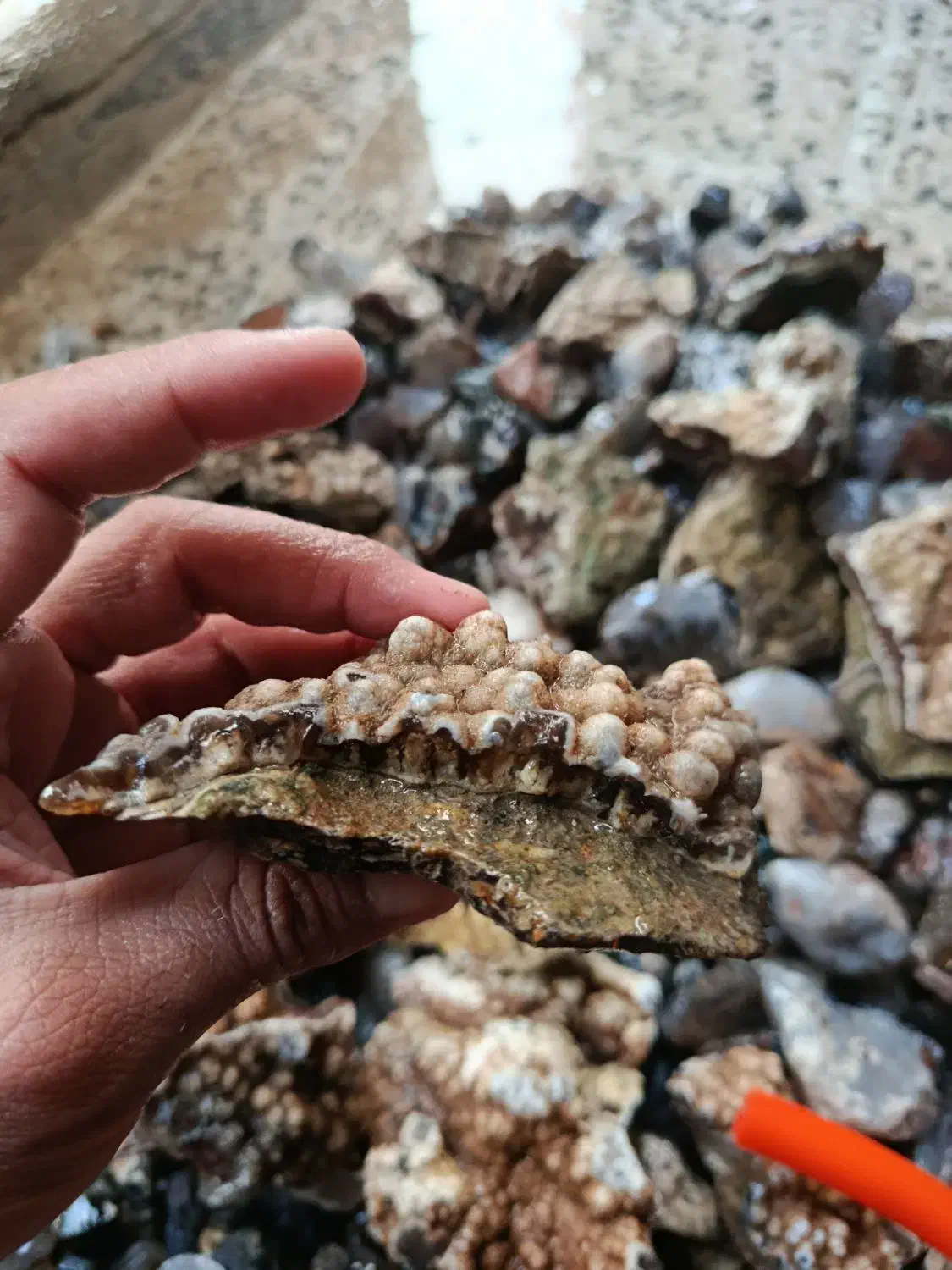 سنگ عقیق|جواهرات|بوشهر, |دیوار