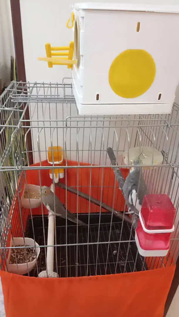 فروش پرنده با قفس و ملزومات|پرنده|پرند, فاز ۴|دیوار