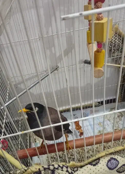 پرنده مینا|پرنده|ری, شهرری|دیوار