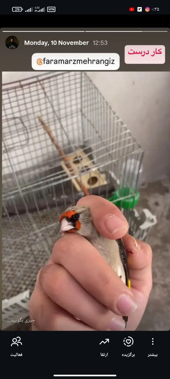 سهره کرمانی مست|پرنده|بجنورد, |دیوار