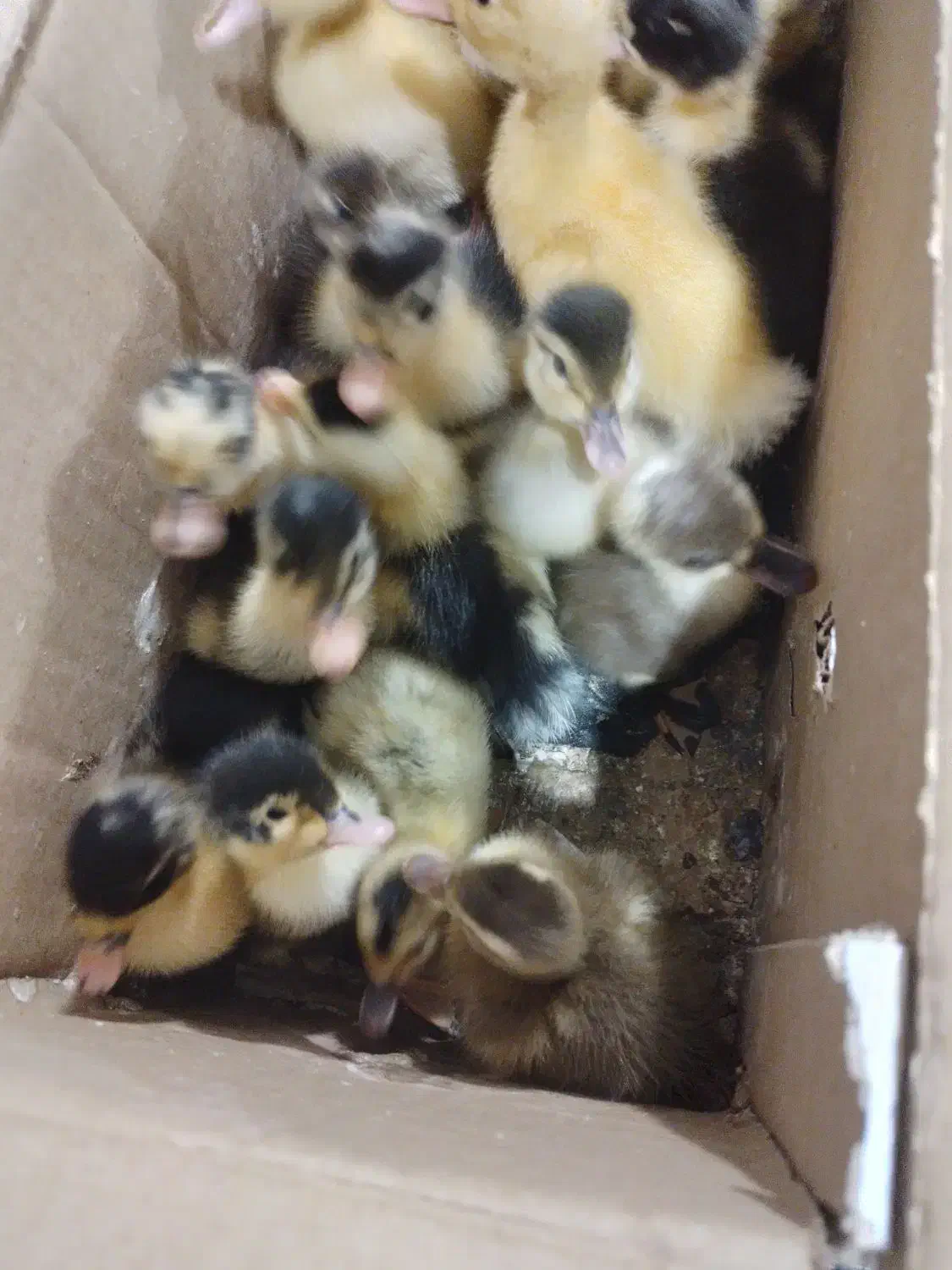 جوجه اردک محلی کرچ شو|حیوانات مزرعه|آستانه اشرفیه, |دیوار