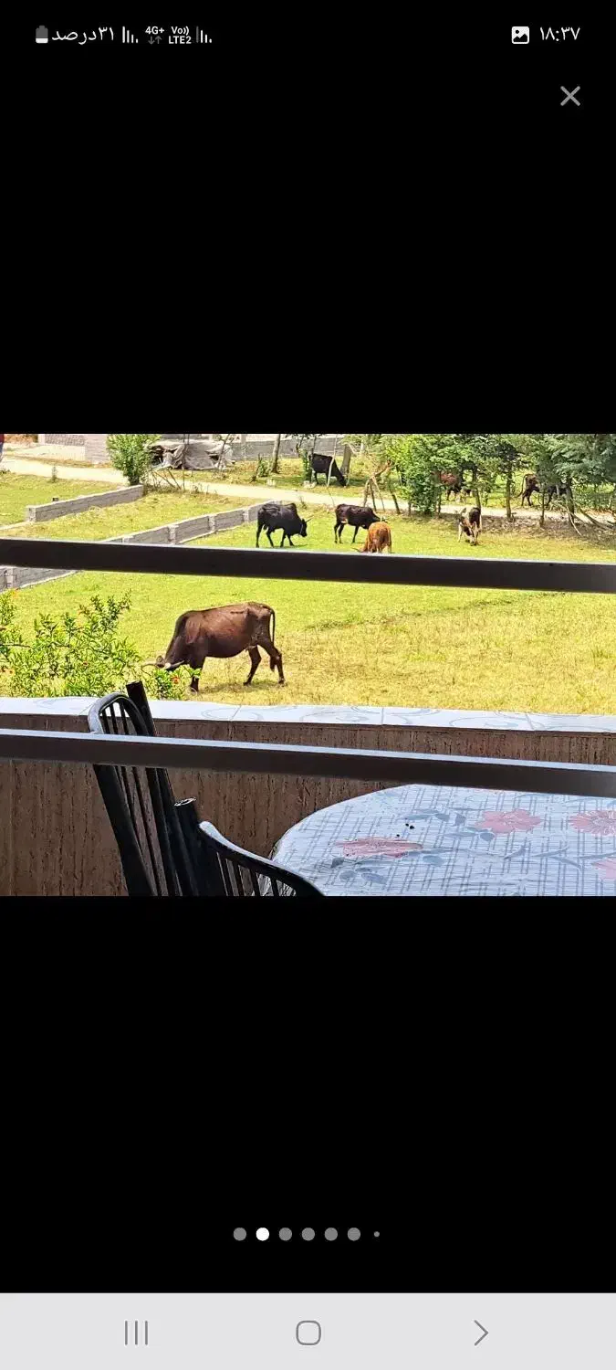 اجاره روزانه ویلای چالوس یک خوابه جنگلی روستایی|اجارهٔ کوتاهمدت آپارتمان و سوئیت|چالوس, |دیوار