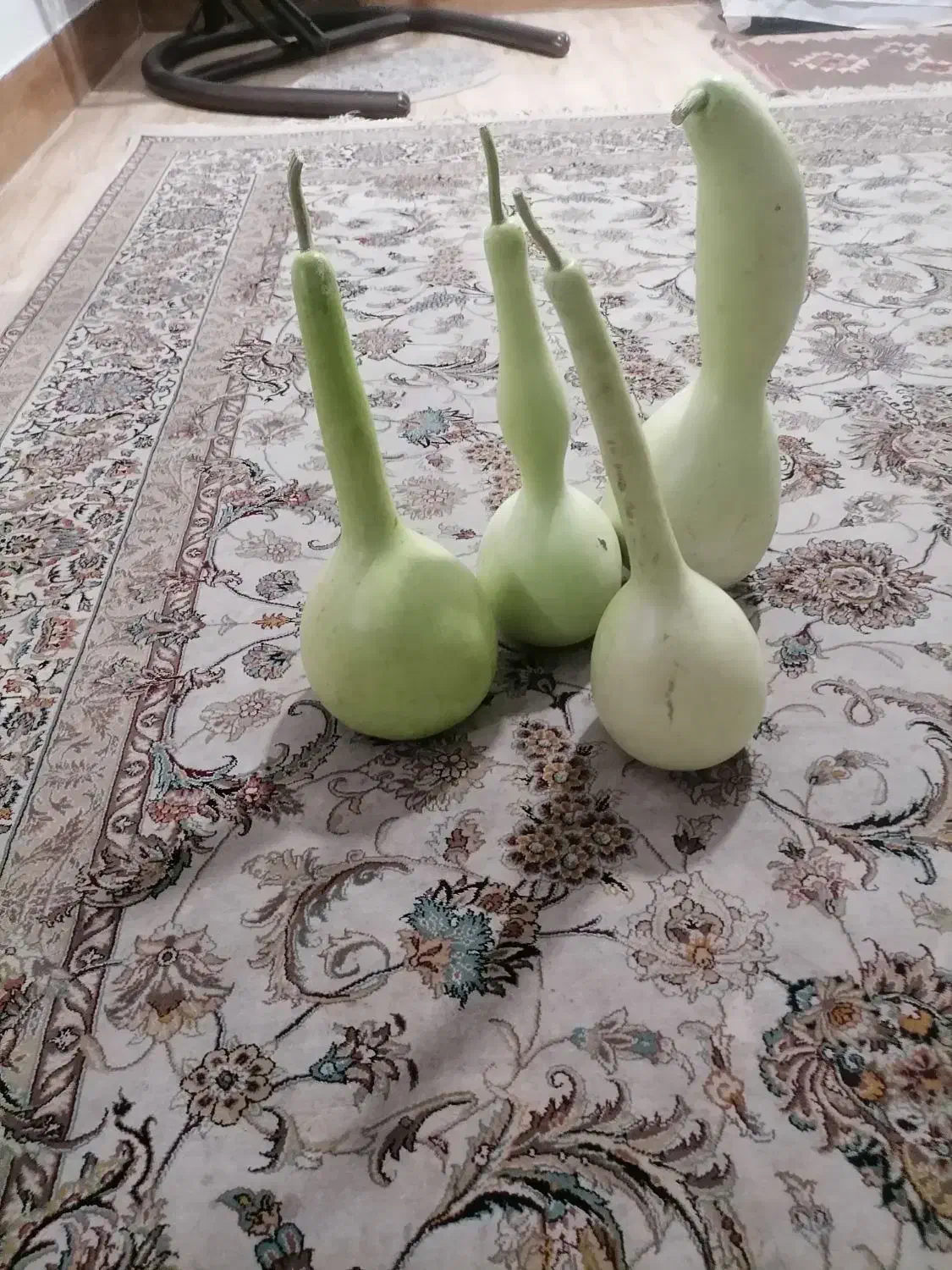 کدو قلیونی|صنایع دستی و سایر لوازم تزئینی|شیراز, شهرک صادقیه|دیوار