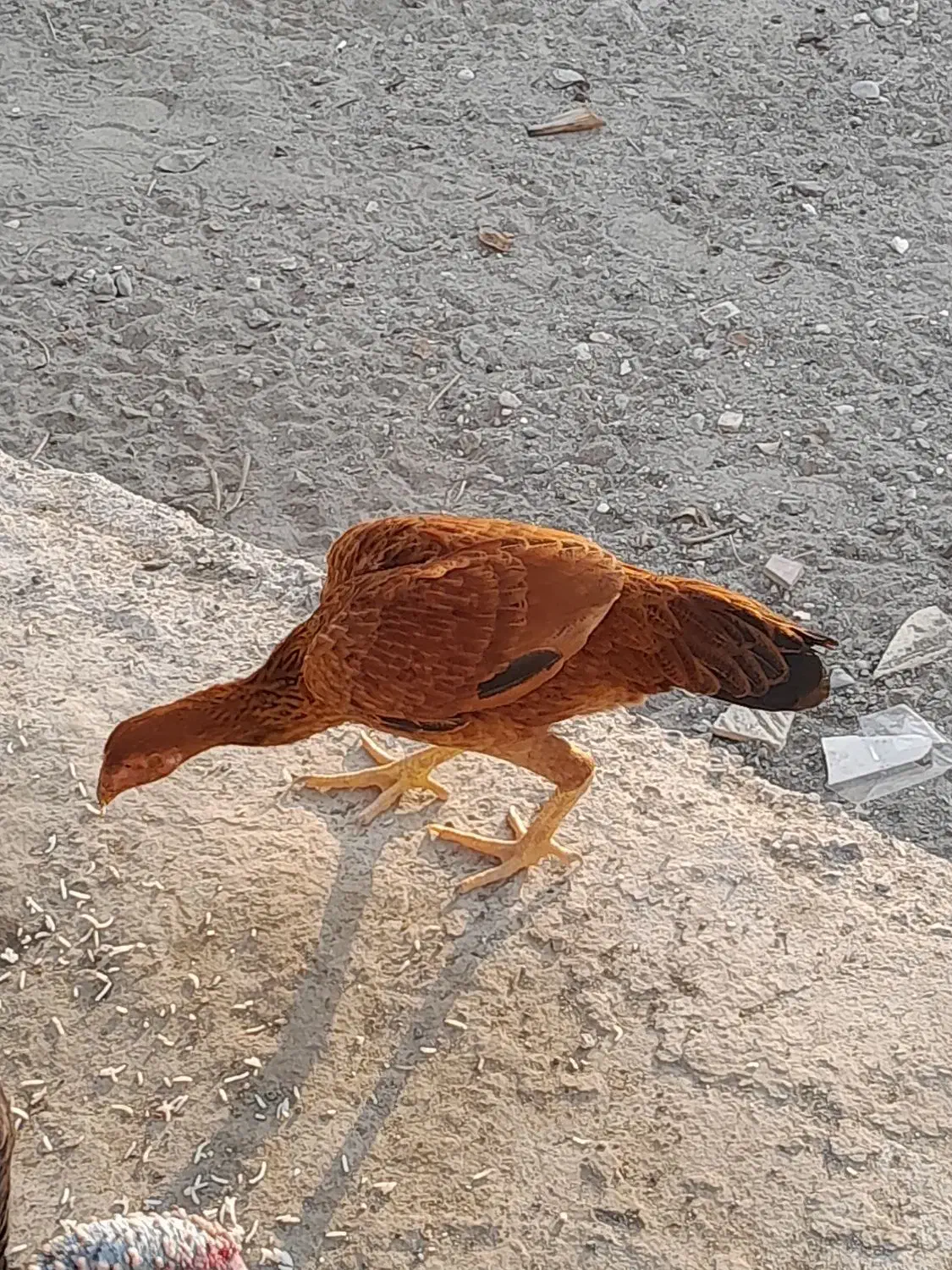 چابهاری و پاپر|حیوانات مزرعه|میناب, |دیوار