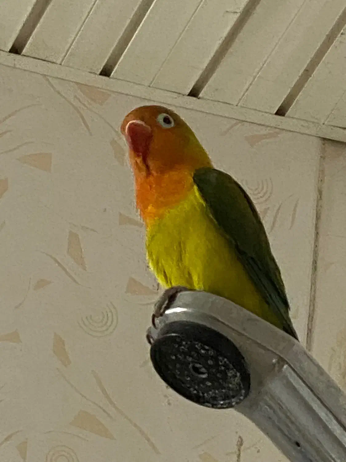 کوتوله برزیلی،طوطی،لاوبرد،طوطی برزیلی|پرنده|بندرعباس, |دیوار