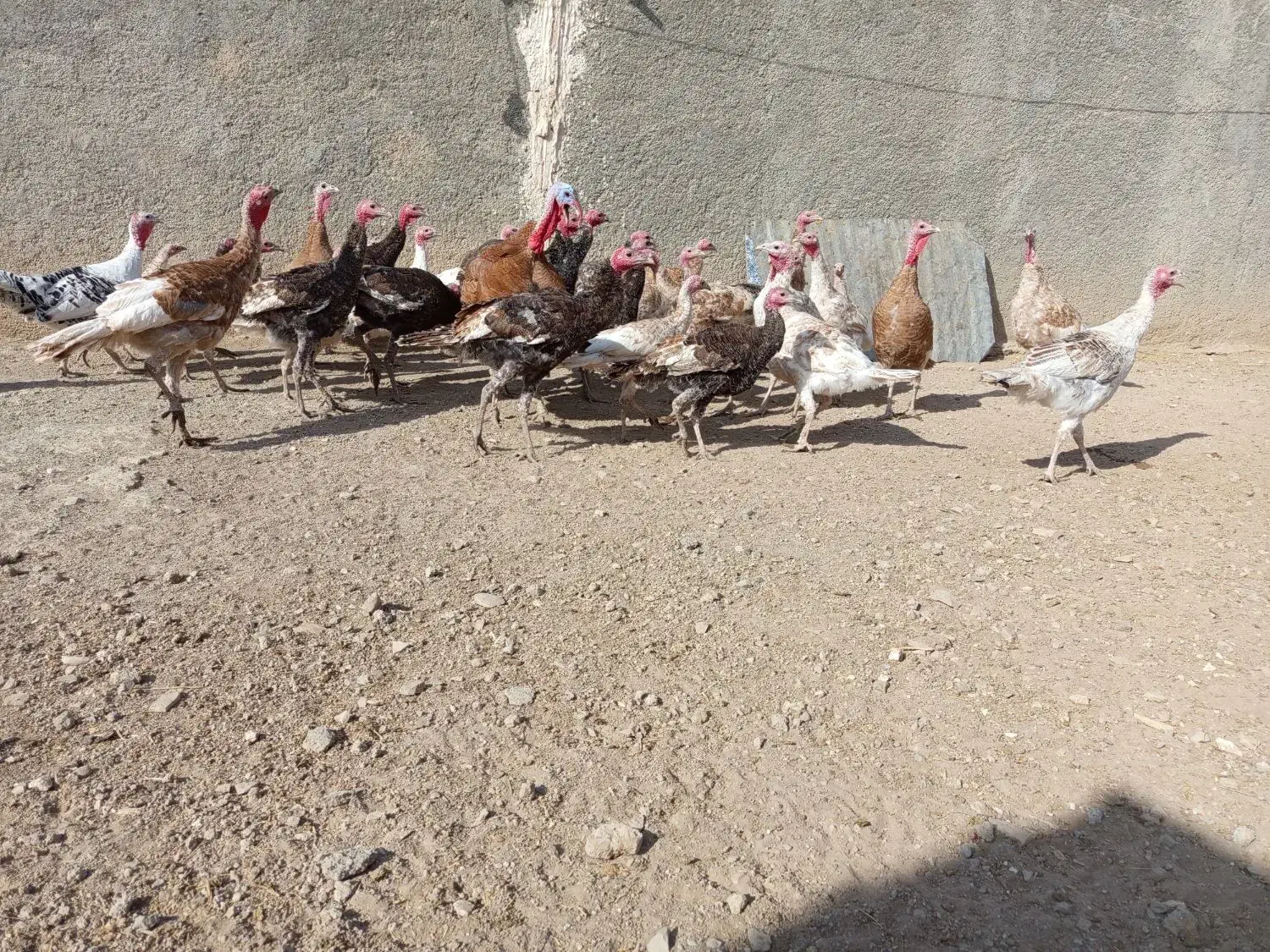 بوقلمون|حیوانات مزرعه|ماهیدشت, |دیوار