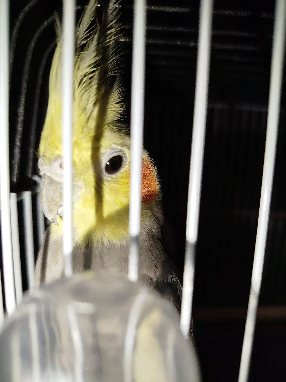 عروس هلندی|پرنده|رشت, کوی جام جم|دیوار