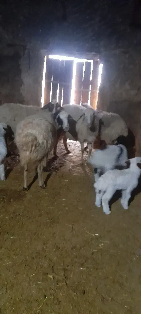 13تا شیشک و شیک میش.|حیوانات مزرعه|خوانسار, |دیوار