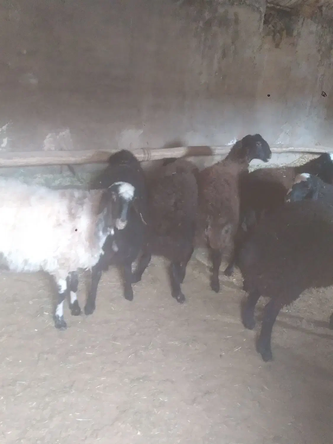 برهنرچاق|حیوانات مزرعه|رامند, |دیوار