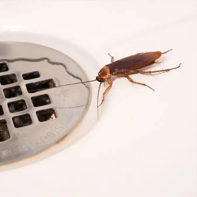 سمپاشی تخصصی منزل سم پاشی تضمینی سوسک مورچه کنه|خدمات نظافت|شیراز, کلاهدوز|دیوار