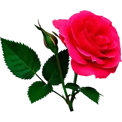 راهنمایی میخوام|فعالیت داوطلبانه|پرند, فاز ۵|دیوار