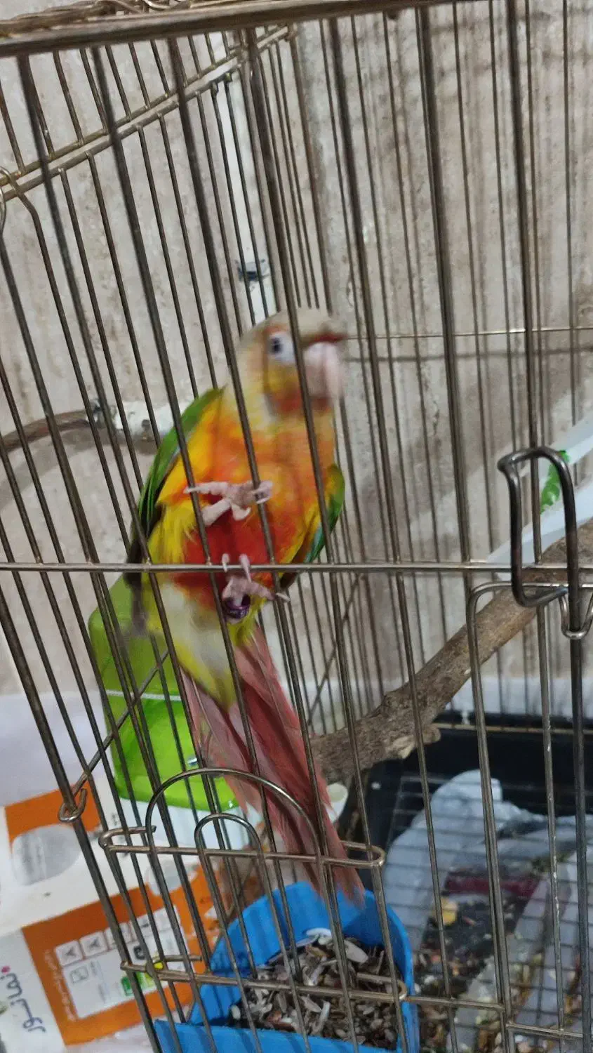 طوطی گرینچیک|پرنده|سنندج, |دیوار