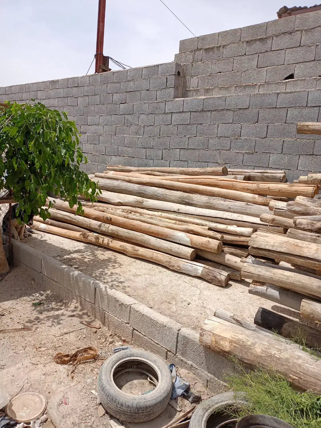 خرید انواع چوب|خدمات باغبانی و درختکاری|خمین, |دیوار