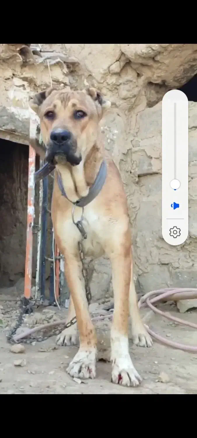 سگ 6 ماه|سگ|تربت جام, جلگه موسی آباد|دیوار