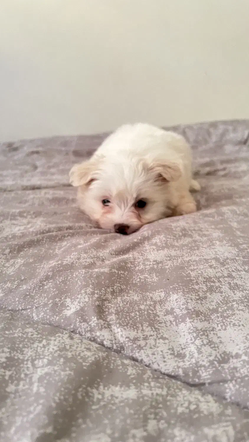 واگذاری سگ شیتزو|سگ|تهران, نیروی هوایی (پیروزی)|دیوار