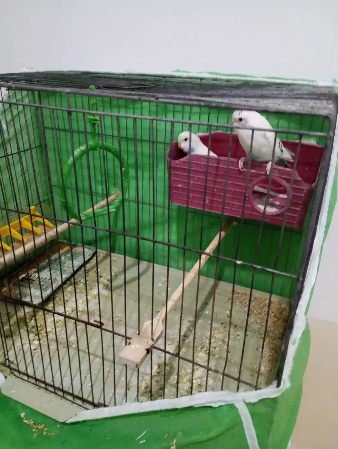 مرغ عشق نر و ماده بدون قفس|پرنده|محمدیه-قزوین, |دیوار