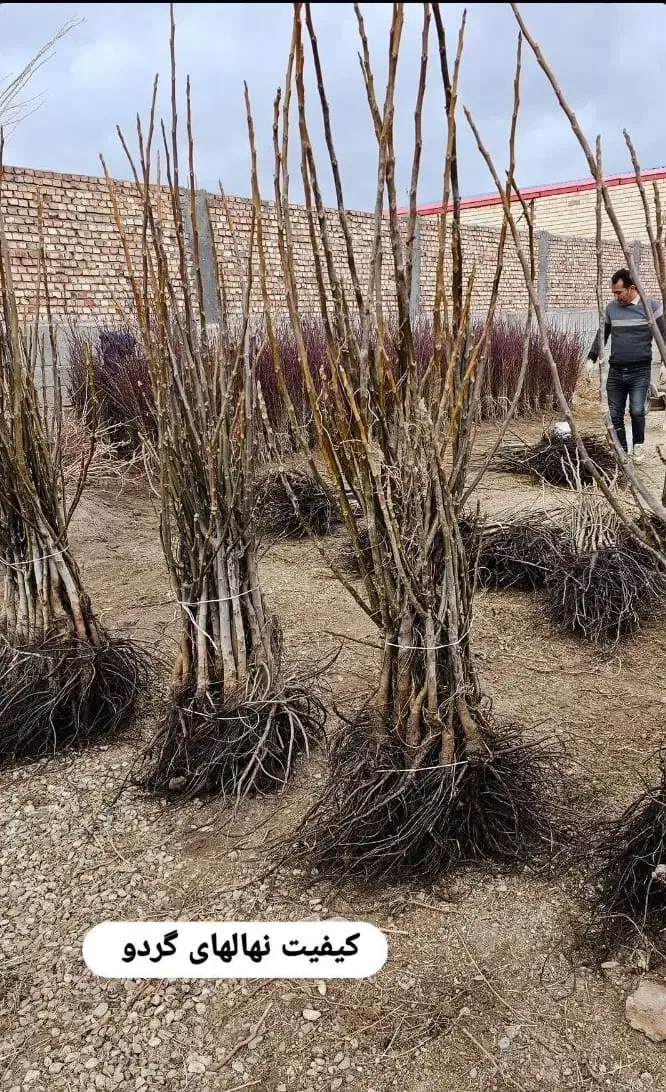 نهالفروشی نوین نهال ارسال تمام شهرها|خدمات باغبانی و درختکاری|تهران, حر|دیوار