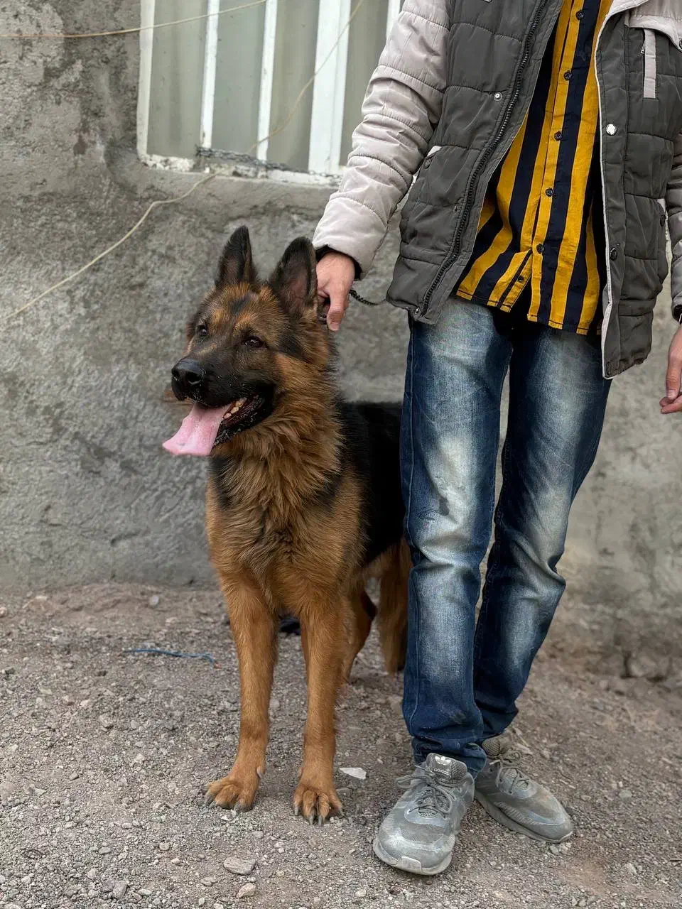 سگ ژرمن شپرد کلاس B|سگ|بم, |دیوار