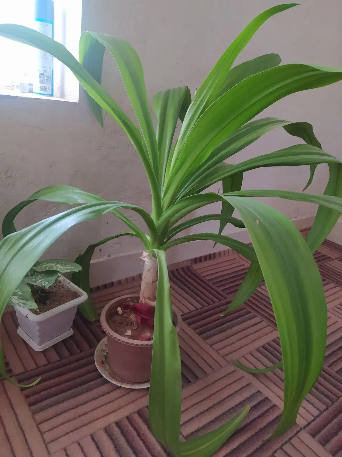 گل ذرتی 3ساله|گل و گیاه طبیعی|کوه چنار, |دیوار