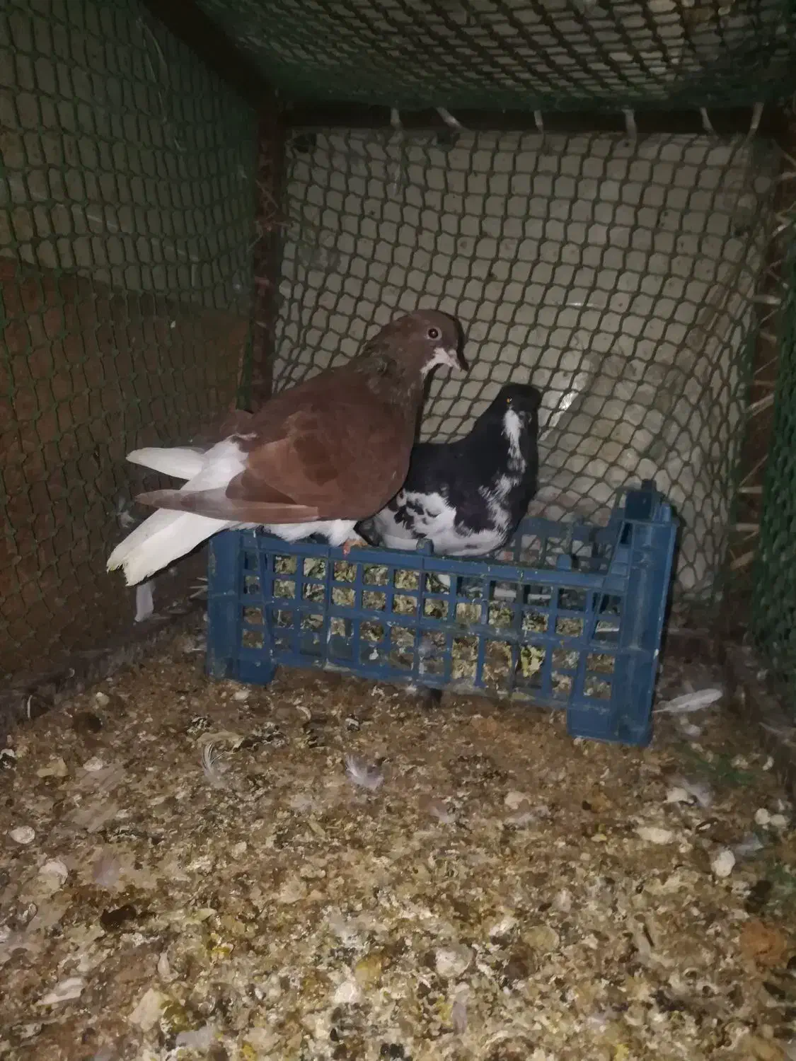 کبوتر خوش رنگ و یالی|پرنده|برازجان, |دیوار