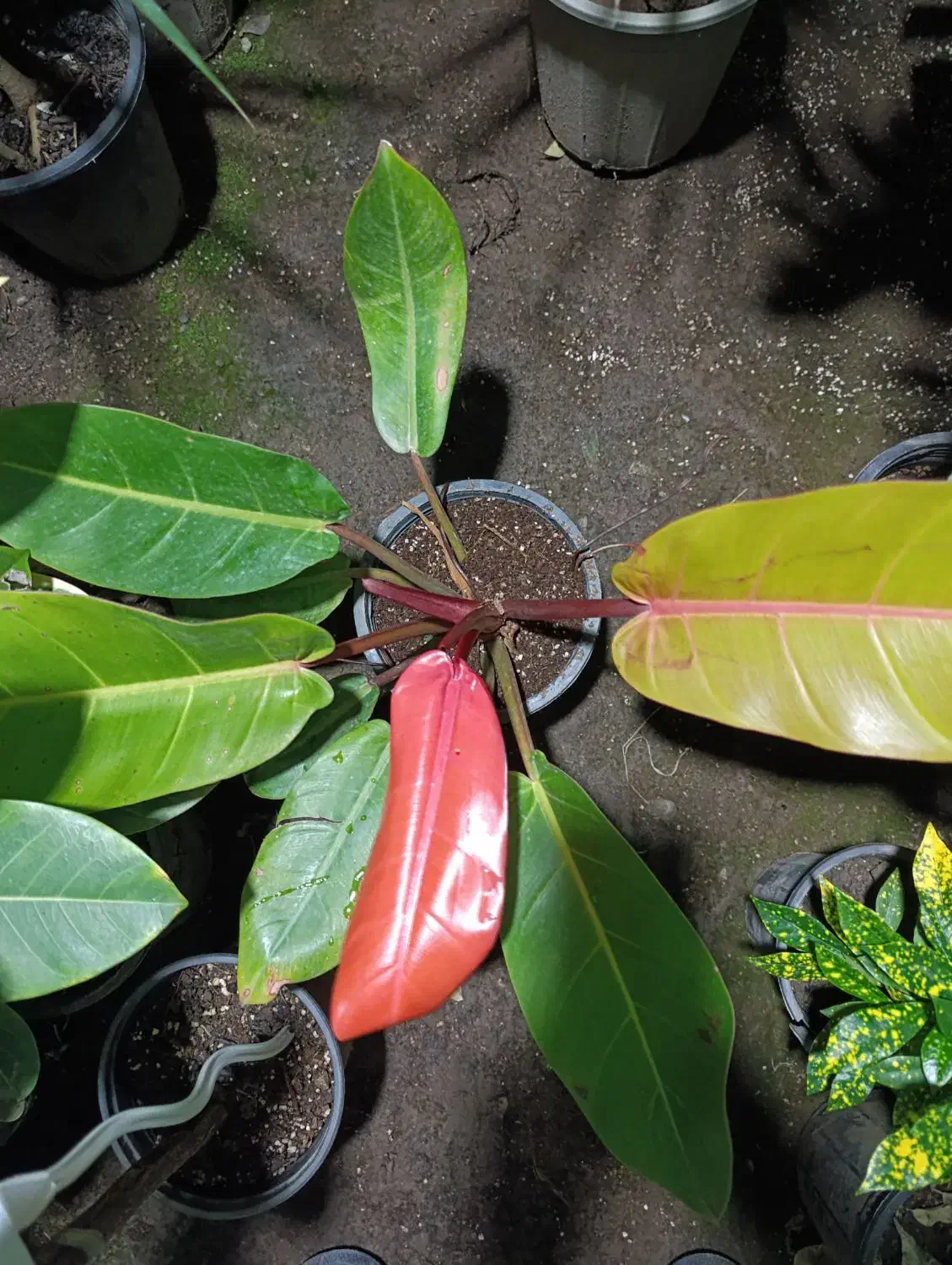 گل طبیعی|گل و گیاه طبیعی|لاهیجان, لیل|دیوار