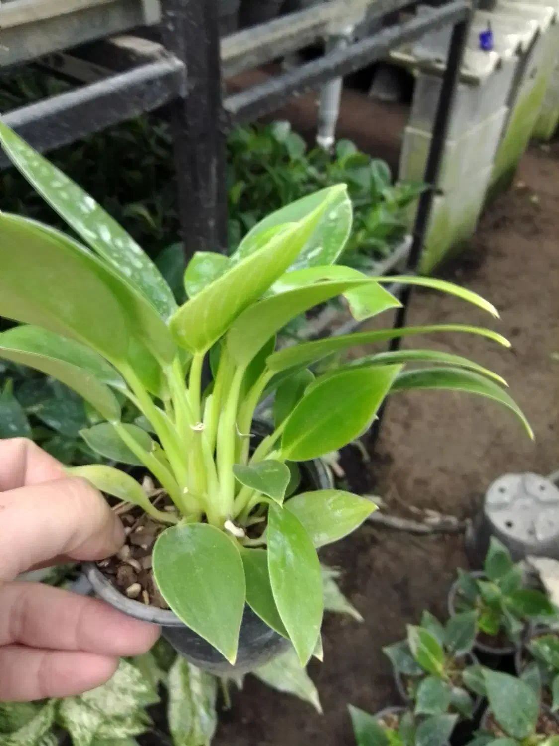 گل طبیعی برکین گلدون ۸ ریشه پر، اکثرا چند بوته|گل و گیاه طبیعی|زرگرشهر, |دیوار