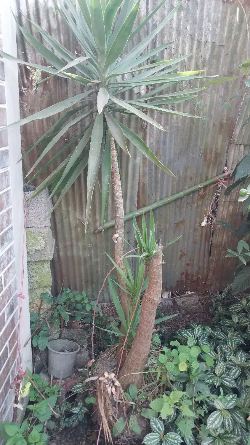 گل سانس|گل و گیاه طبیعی|کومله, |دیوار