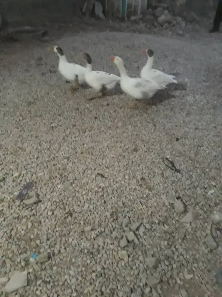 غاز|حیوانات مزرعه|باغ ملک, |دیوار