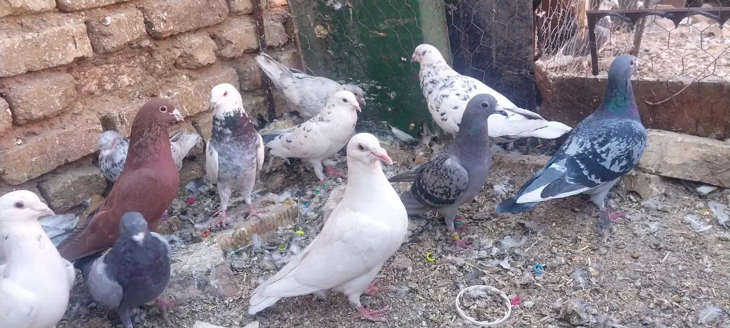 کبوتر پلاکی نر|پرنده|خرامه, |دیوار