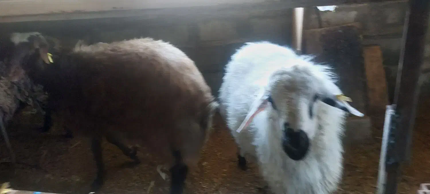 فروش میش چند قلو زا افشاری آبستن|حیوانات مزرعه|آسارا, |دیوار