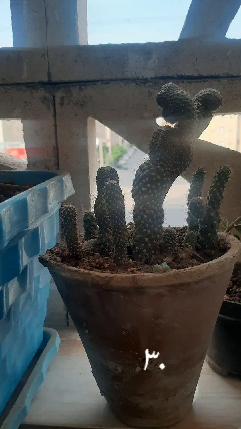 گل اشک|گل و گیاه طبیعی|محمدیه-قزوین, |دیوار