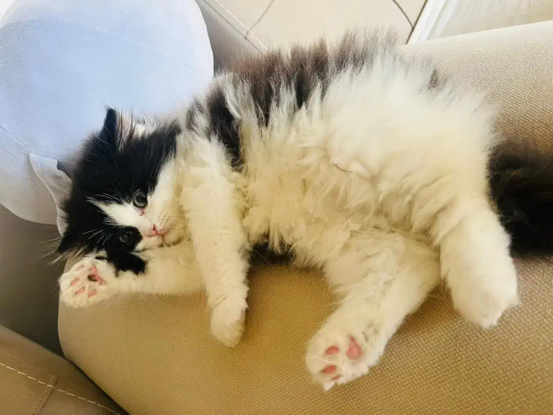 گربه|گربه|بانه, |دیوار