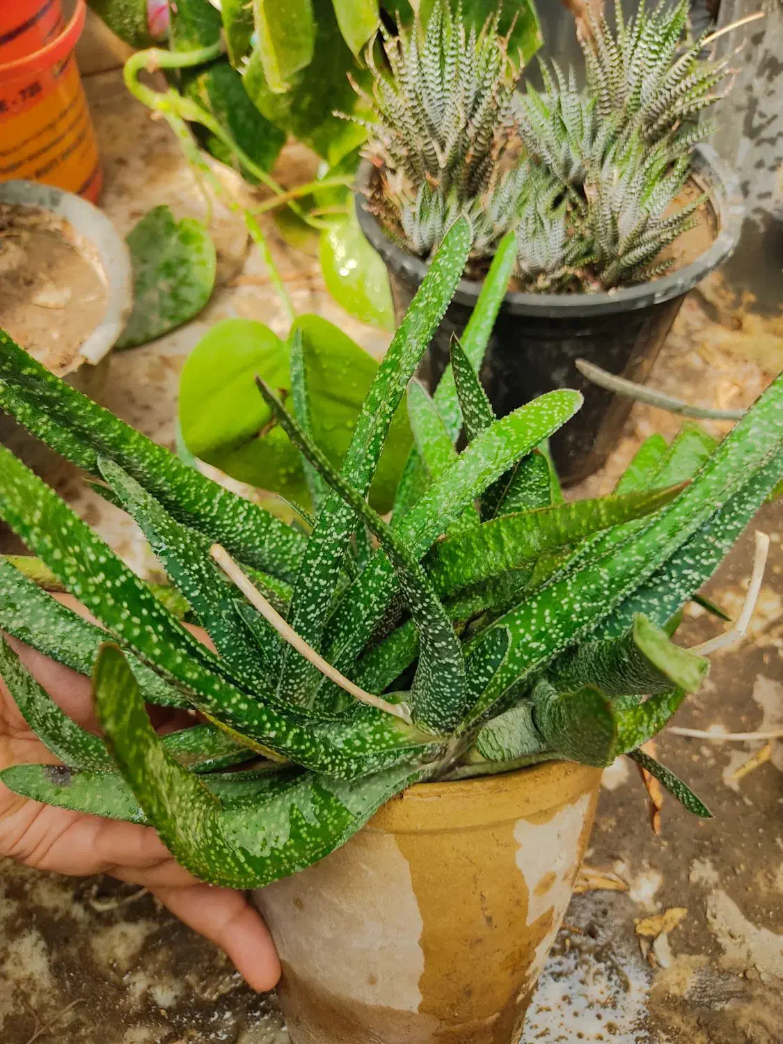 ساکولنت گاستریا زبان گاوی خالدار پر بچه گل و گیاه|گل و گیاه طبیعی|اصفهان, باغ فردوس|دیوار